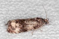 Endothenia gr. gentianaeana