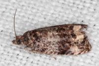 Endothenia gr. gentianaeana