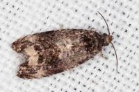Endothenia gr. gentianaeana