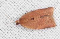 Clepsis consimilana