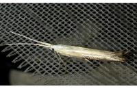 Coleophora ornatipennella