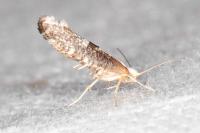Argyresthia spinosella