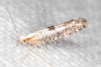 Argyresthia spinosella