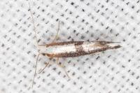 Argyresthia spinosella
