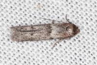 Blastobasis phycidella