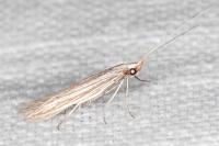 Coleophora calycotomella