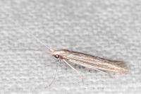 Coleophora calycotomella