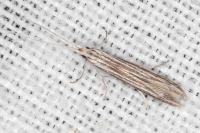 Coleophora calycotomella