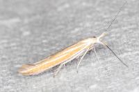Coleophora oriolella
