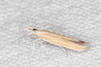 Coleophora oriolella