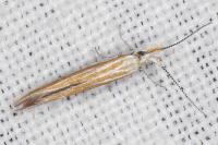 Coleophora oriolella