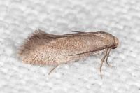 Elachista pigerella
