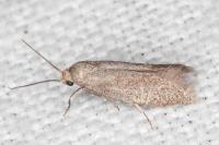 Elachista pigerella