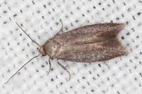 Elachista pigerella