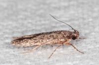 Carpatolechia decorella