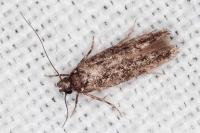 Carpatolechia decorella