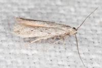 Huemeria campicolella campicolella