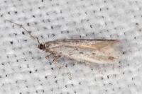 Huemeria campicolella campicolella