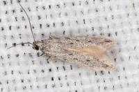 Huemeria campicolella campicolella