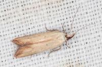 Mesophleps silacella