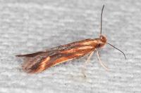 Metzneria aprilella