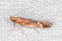 Metzneria aprilella