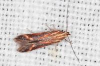 Metzneria aprilella