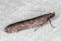 Neofaculta ericetella