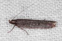 Neofaculta ericetella