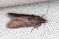 Neofaculta ericetella