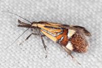 Alabonia geoffrella