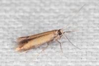 Coptotriche marginea