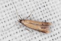 Coptotriche marginea