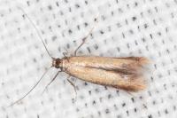 Coptotriche marginea