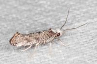 Paraswammerdamia albicapitella