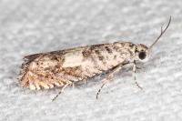 Cydia gr. succedana