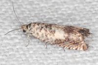 Cydia gr. succedana
