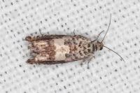 Cydia gr. succedana