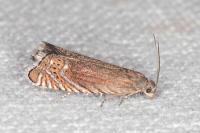 Grapholita gemmiferana