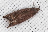 Grapholita gemmiferana