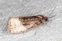 Hedya