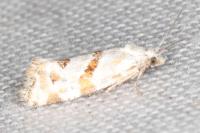 Aethes languidana
