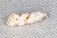 Aethes languidana