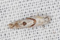 Aethes languidana