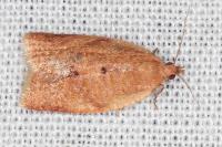 Clepsis consimilana