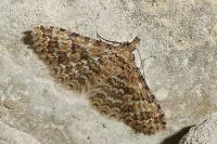 Alucita cymatodactyla