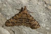 Alucita cymatodactyla