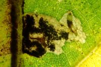 Ectoedemia heringi