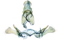 Epidola stigma