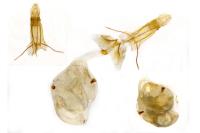 Zeiraphera isertana